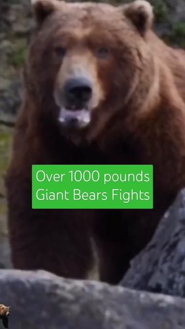 Deadliest Giant Bears Fight like Humans. #shorts #polarbear #scary #travel смотреть онлайн