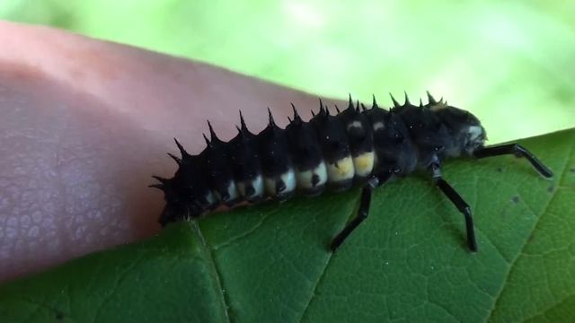 Lady Beetle Larva (Coccinellidae: Anatis) Close-up смотреть онлайн