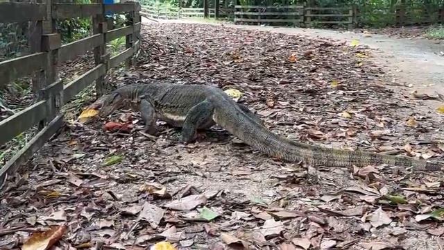 ВАРАН Звук Варана