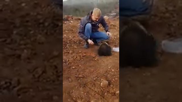 Агрессивный детёныш медведя смотреть онлайн