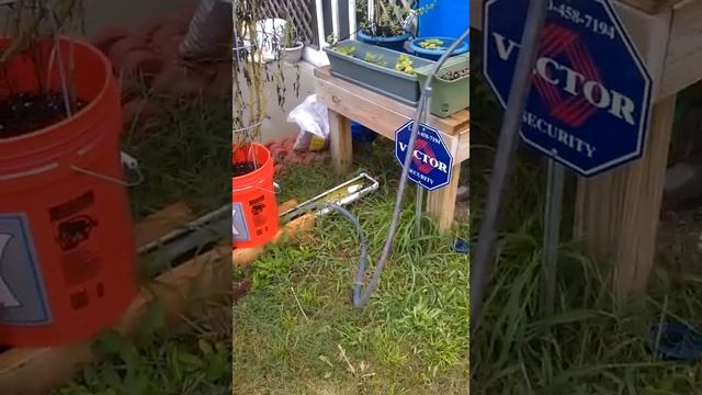 Rain gutter grow system mosquito larvae control смотреть онлайн