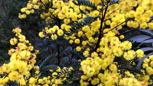 Sensitive plant | Mimosa смотреть онлайн