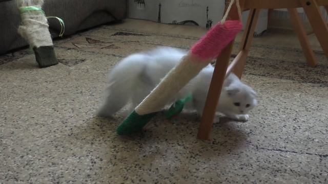 Кошка играет с мышкой смотреть онлайн