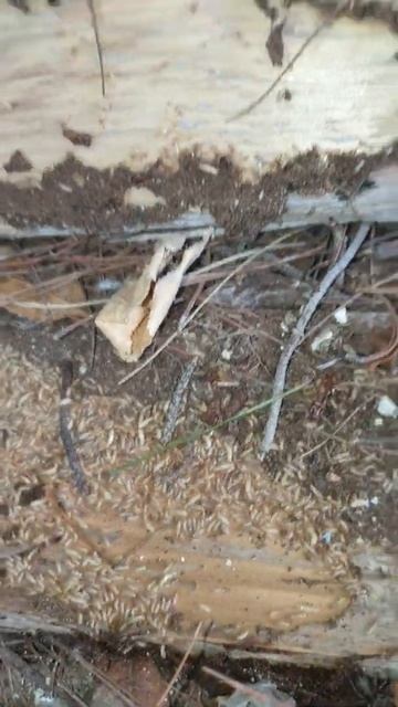 ΤΕΡΜΙΤΕΣ ΣΤΟ ΚΗΠΟ смотреть онлайн