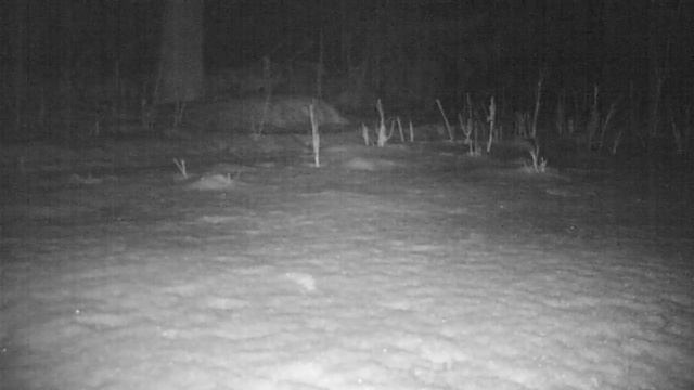 Куница 09 04 19 смотреть онлайн