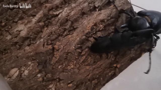 Dorcus titanus palawanicus vs Megasoma actaeon смотреть онлайн