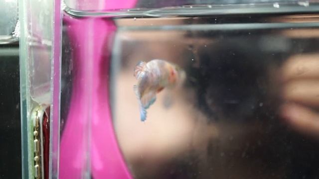 FM315 Fancy Neon Cotton Candy HMPK (Halfmoon Plakat) Female смотреть онлайн