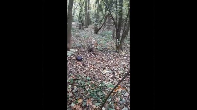 Осенний шум, 🐱 коты играют 🍁 друг друга по лесу гоняют 🌳 🌲 смотреть онлайн