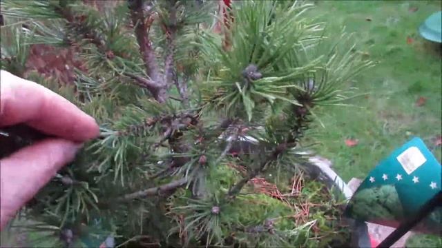 Future Pinus Project for Spring 2019 смотреть онлайн