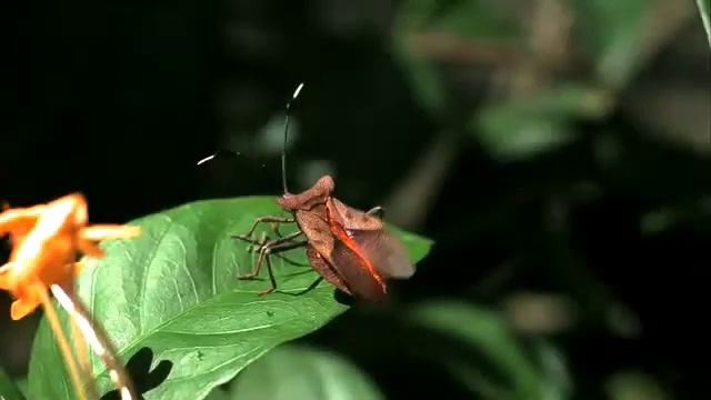 カメムシの飛翔 Squash bug in flight смотреть онлайн