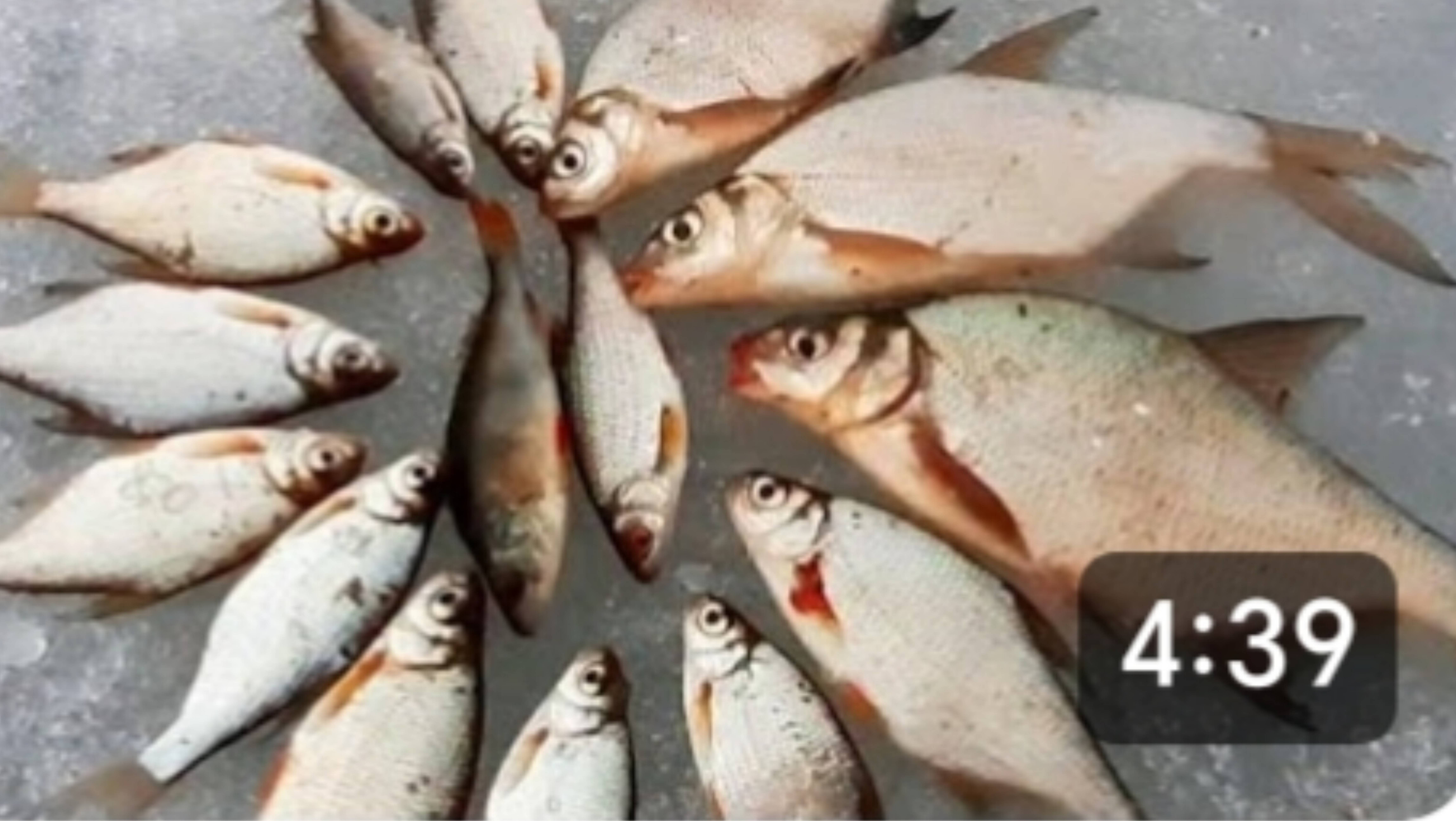 Рыбалка возле дома. Лещи. Готовимся к рыбалке на щуку и к завершению сезона. смотреть онлайн