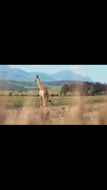 Deer is beautiful amazing and cuteness like and subscribe👍👍👍👍🎩👜⏳💯💯 смотреть онлайн