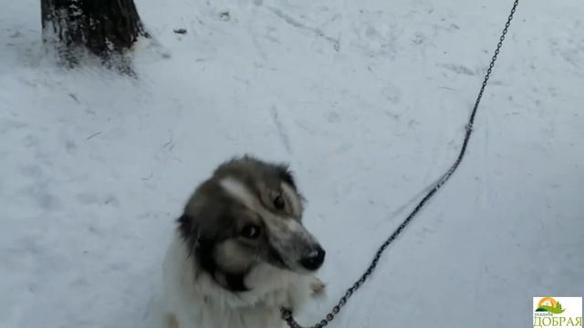 Собачья жизнь или деревенские будни смотреть онлайн