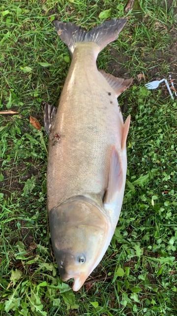Толстолобик на 10 кг, а сколько эмоций❤️ #2024#fishing#рыба#fishingvideo#спиннинг#рыба#shorts смотреть онлайн