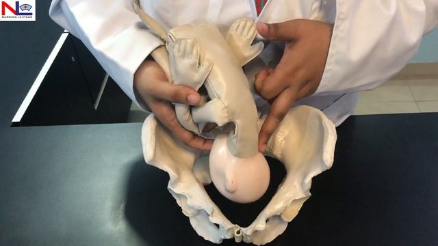 Mechanism of Normal Labour | Practical Explanation | English | Nursing Lecture смотреть онлайн