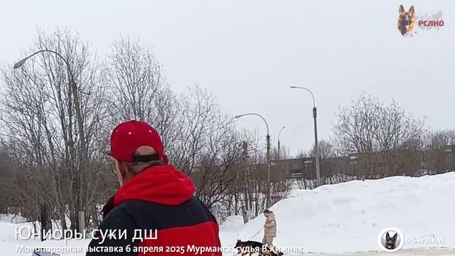 ЮНИОРЫ СУКИ ДШ / КЧК МУРМАНСК 6 апреля`25 В.Хижняк Моно немецких овчарок