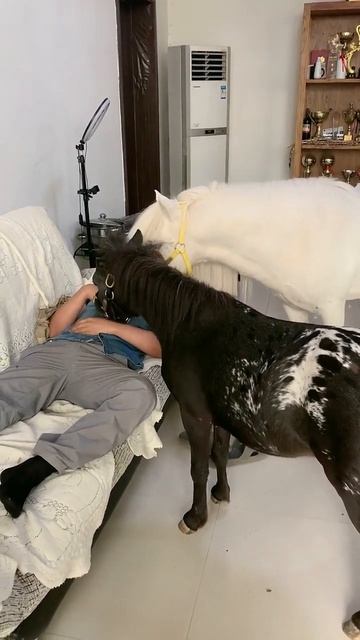 Horse mating cute - Most breeding horse смотреть онлайн