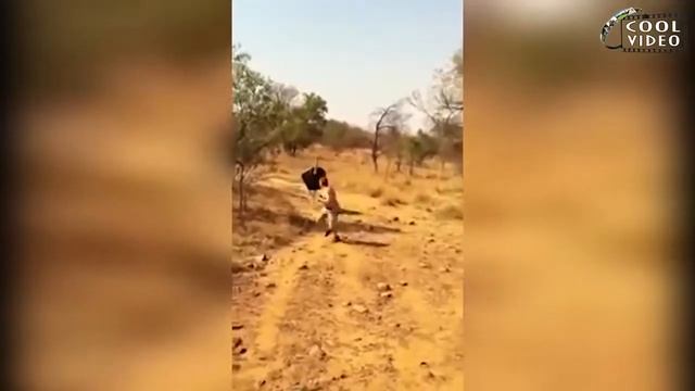 Смешные нападения животных на людей Funny animal attacks on humans смотреть онлайн