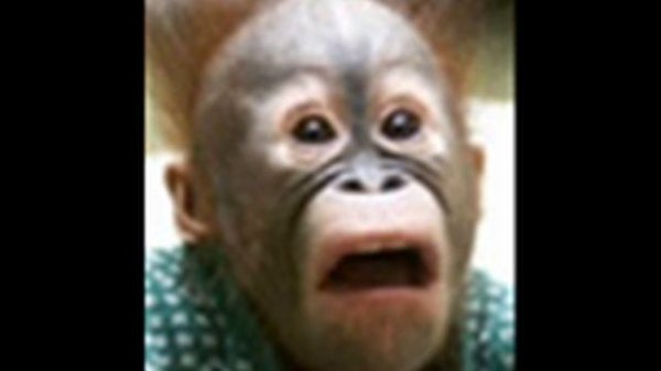 Hot For Teacher (Alvin And The Chipmunks Version)