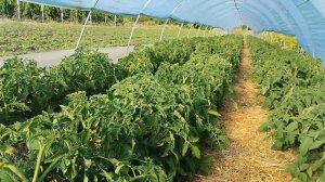 Томат Хеппинет F1 в парнике, балагане, теплице🍅🇺🇦