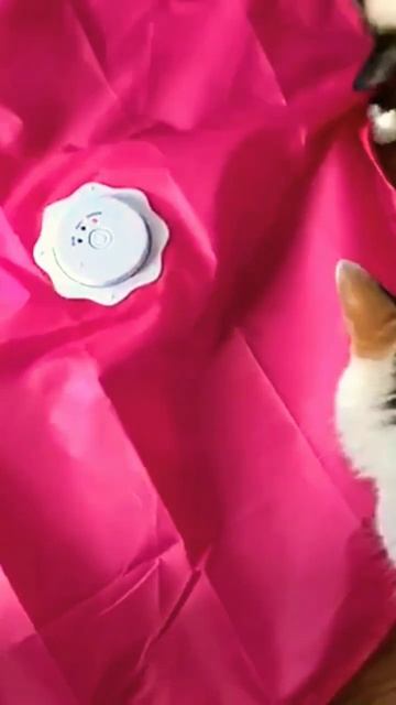 Cat toys. Pet Toys. Pet rat toys #subscribe #cat #toys #pet #pettoys #toys #subscribe смотреть онлайн
