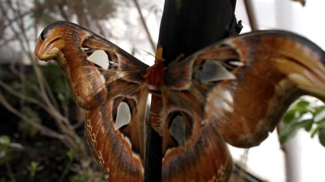 ButterFly World - Atlas Moth смотреть онлайн