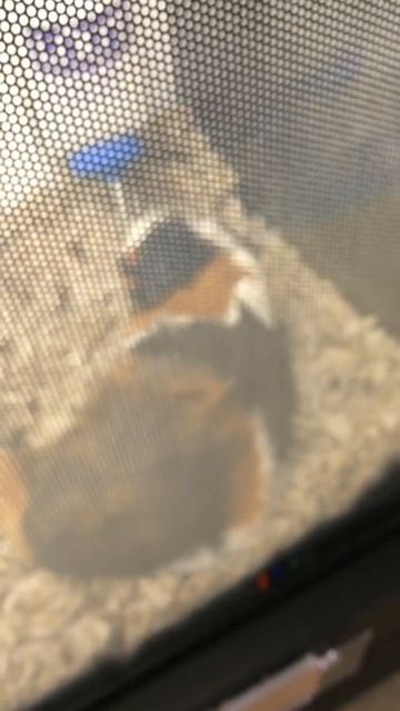 In cages for life? смотреть онлайн