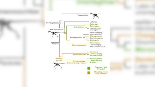 Birds Tried To Fly Earlier & A Shark Does Something - 7 Days of Shark Science смотреть онлайн