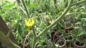 Формирую томаты в теплице. Стволы томатов часто раздваиваются, какой удалять?