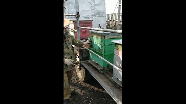 Первый облет пчел! 27 февраля 2020г. смотреть онлайн