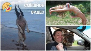 Смешные видео. Лучшие подборки смешных видео. Подборка приколов с людьми и животными