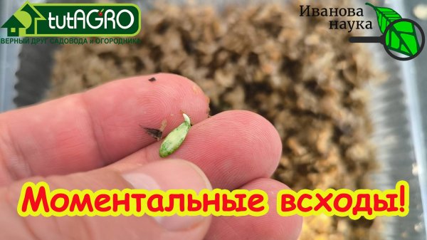 ОГУРЦЫ ВЗОШЛИ КАК ПО ВОЛШЕБСТВУ! Этот раствор оживляет даже мертвые семена!