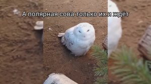 Пермь один день. Куда сходили. Зоопарк. Акватеррариум. Кафе