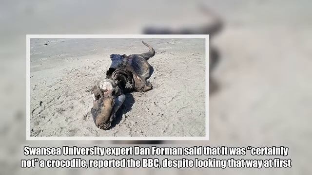 A Bizarre Sea Creature Has Washed Up On A Welsh Beach And Experts Are Baffled смотреть онлайн