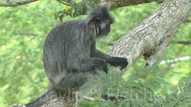 Silvered Leaf monkey (T. cristatus), Malaysia. 20160921_094100.m2ts смотреть онлайн
