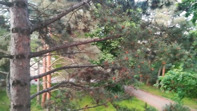 Пение соловьев смотреть онлайн