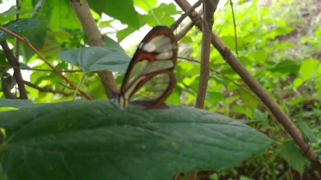Borboleta-Transparente/(Greta Oto) Hewitson. [Leitura na Descrição]#borboletas смотреть онлайн