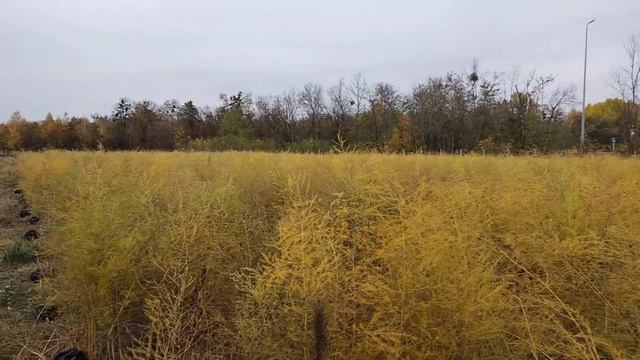 Який зараз аспарагус в кінці жовтня 2023 на господарстві смотреть онлайн