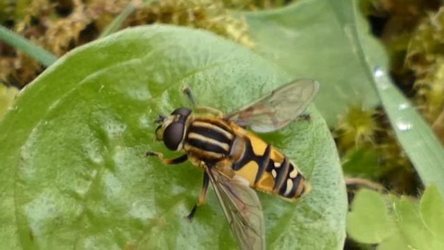 Sun Fly (The Footballer) Helophilus Pendulus. смотреть онлайн