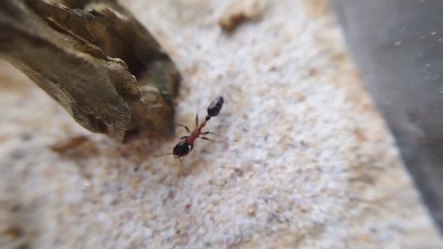 Plein de bonnes nouvelles+ suivi des Tetraponera 😁🤩🐜 смотреть онлайн