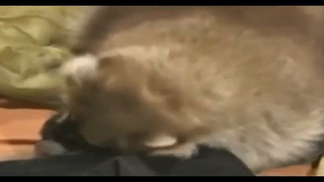 VP9 смотреть онлайн