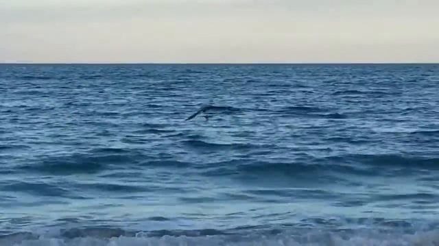 Pelican смотреть онлайн
