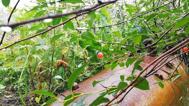 Теплый грибной дождь, вишенка, щебет птиц, ветер. смотреть онлайн