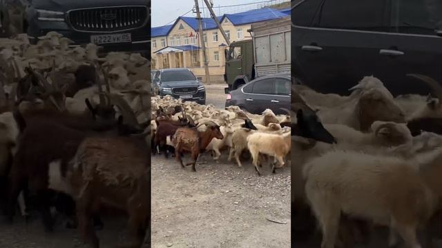 #89387779549 #дагестан #туры #горы смотреть онлайн