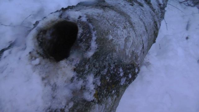 Охота на куницу с РЕЛ БЭК 30.12.2023 (перезалил) смотреть онлайн