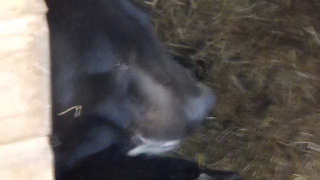 Миша 24.05.15 смотреть онлайн