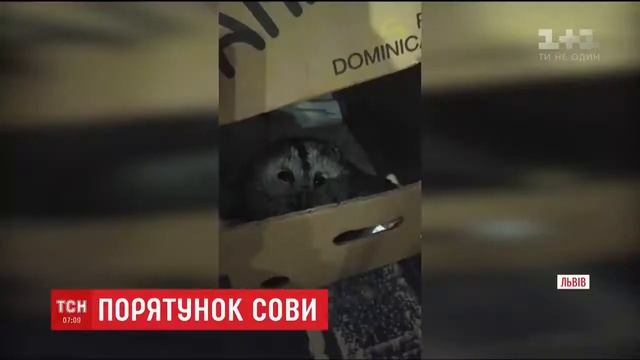 Врятована сова смотреть онлайн