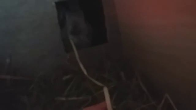 ОБЗОР МИЛЫХ КРОЛИКОВ "1 ЧАСТЬ" смотреть онлайн