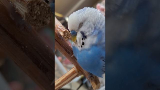 Минутка удовольствия! /A moment of pleasure!🐦😍🤩😄❤️ смотреть онлайн