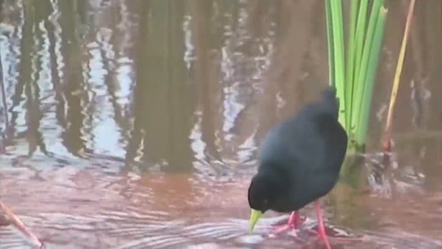 Black Crake - SAbirdz смотреть онлайн